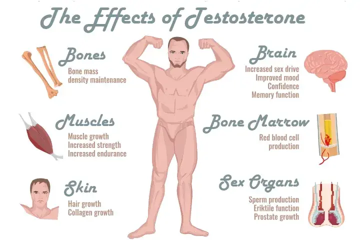 Diagram showing how testosterone promotes muscle growth
